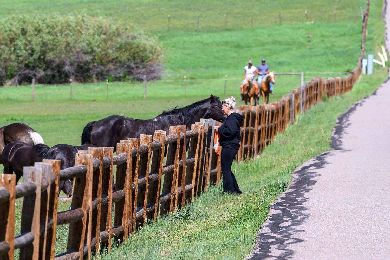 Person interacting with black horses along a wooden fence beside a rural road.