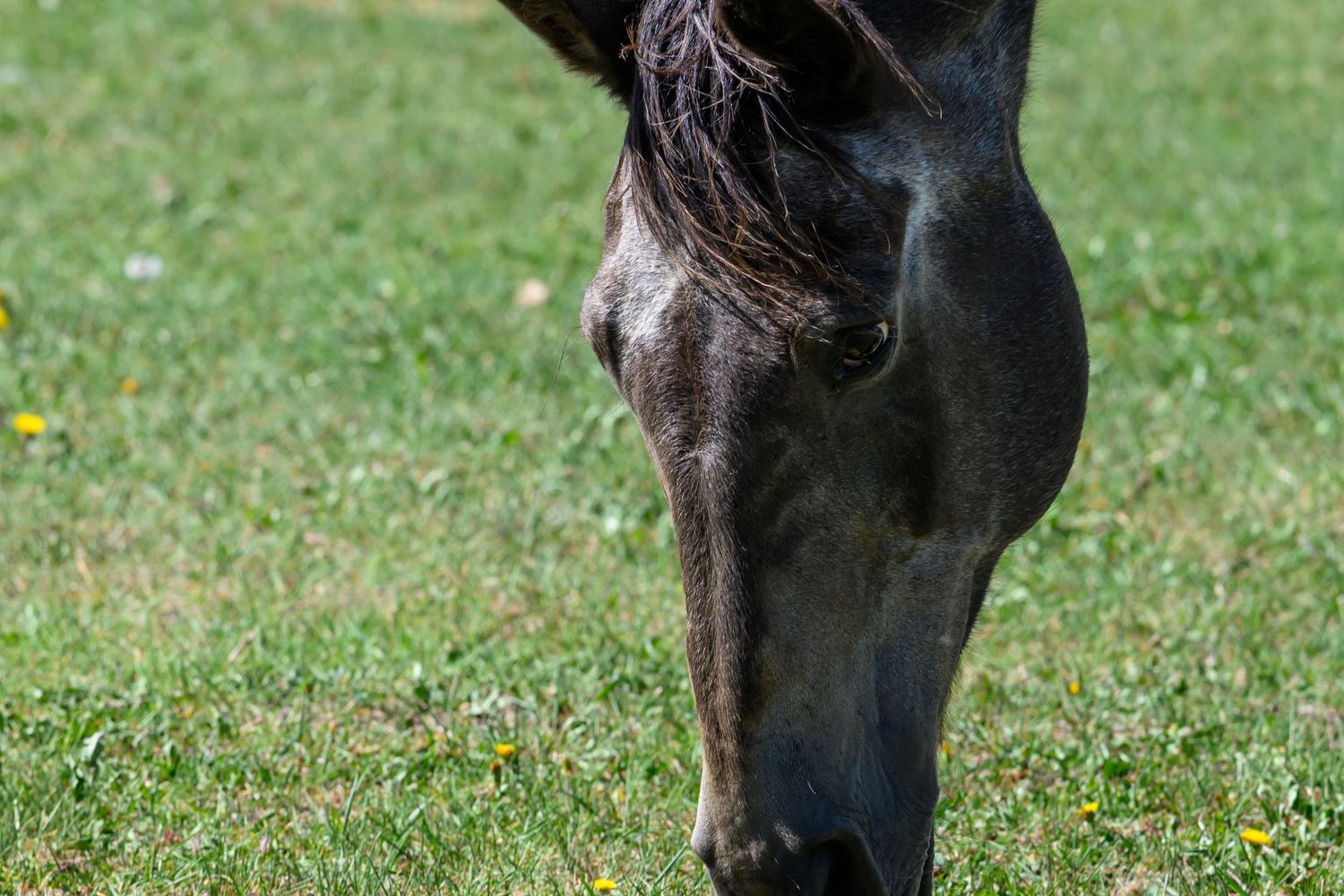 Dark brown horse grazing on a green grass field dotted with small yellow wildflowers.