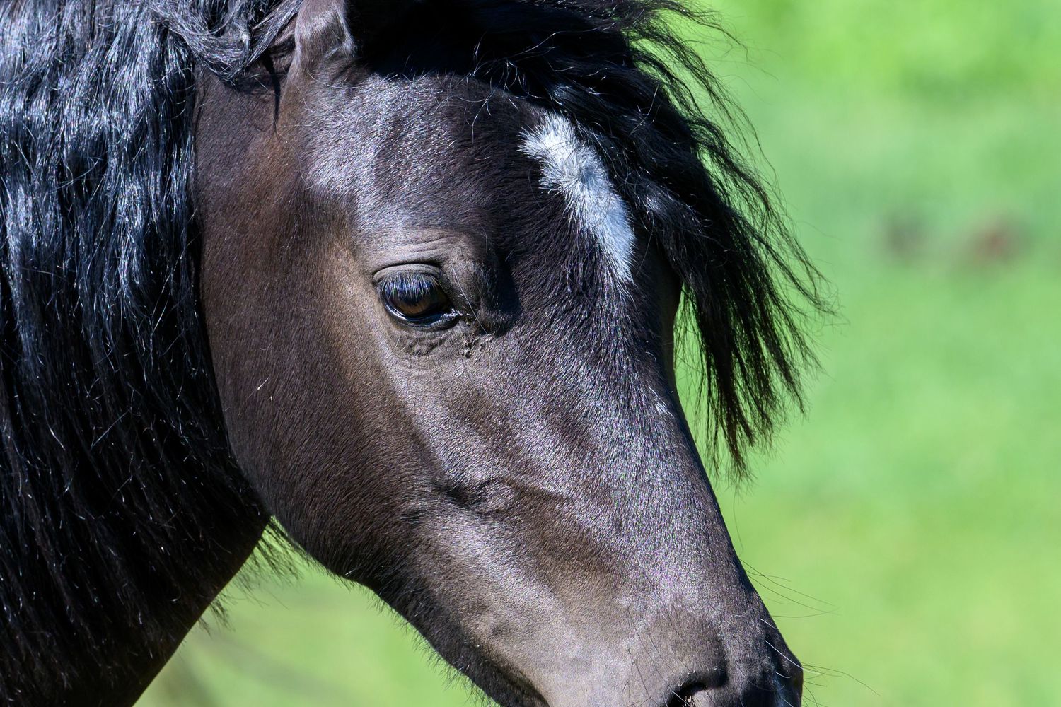 Close-up of a dark brown horse with a white star marking and flowing black mane on a sunny day.