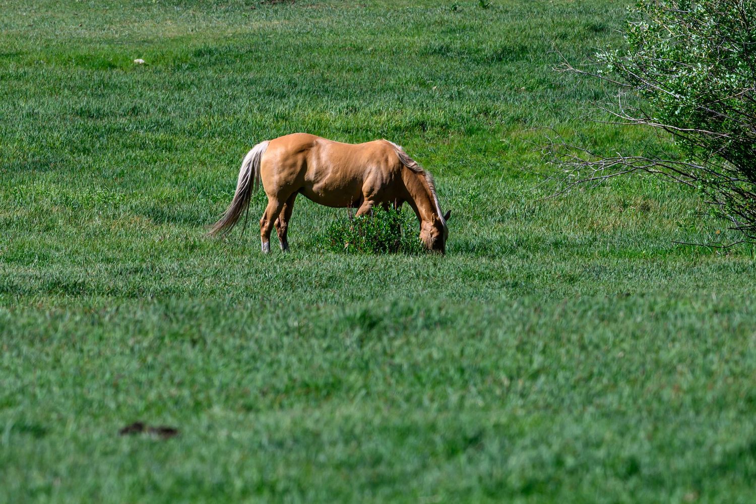 A palomino horse grazing alone on a lush green pasture near a small shrub.