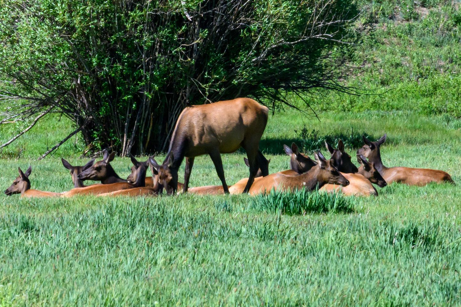 A herd of elk grazing and resting in a green field near trees.