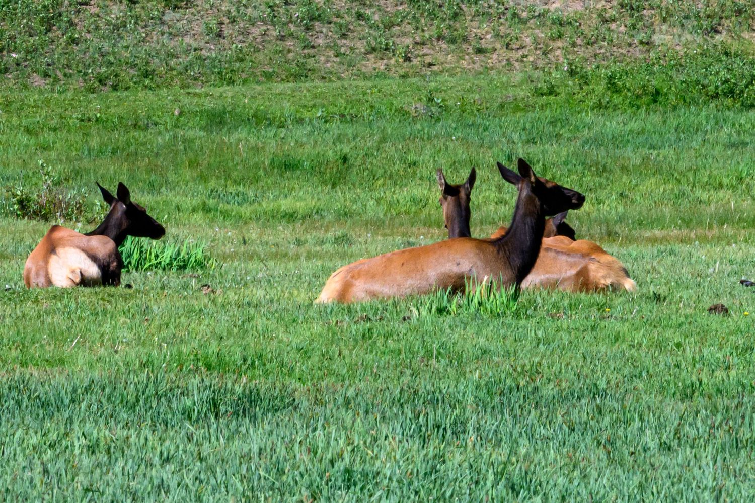 Three deer resting peacefully in a lush green meadow on a sunny day.
