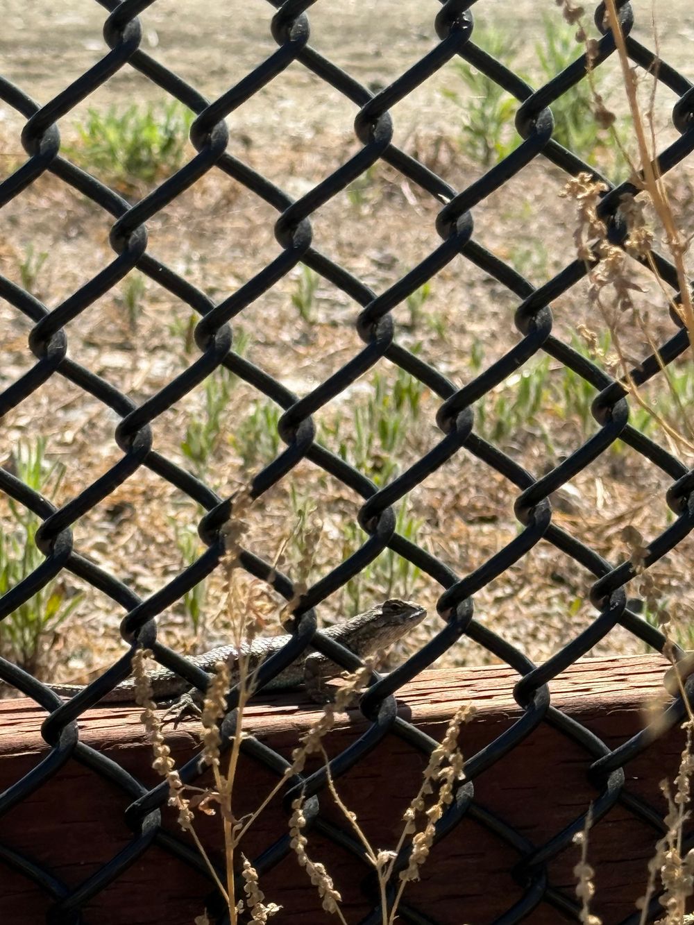 Chain link fence showing black metal mesh casting shadows on wooden poles and ground in natural outdoor setting.
