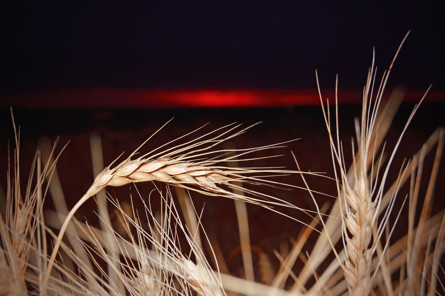Wheat in Field at Sunset