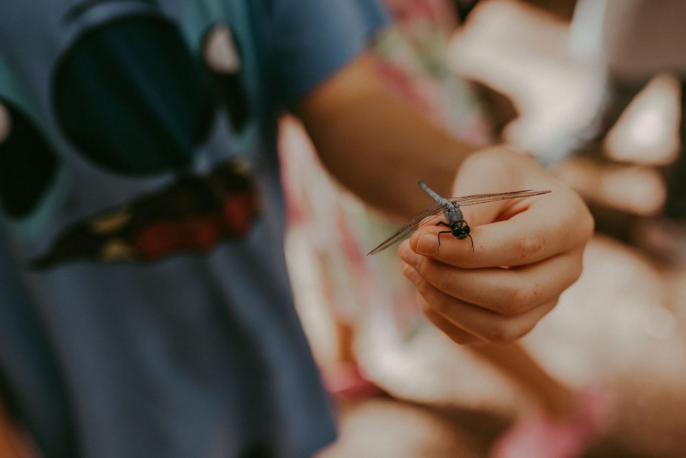 Close-up of hands holding a small delicate dragonfly with black and orange patterned wings in natural sunlight. Whitney Popp, Arizona