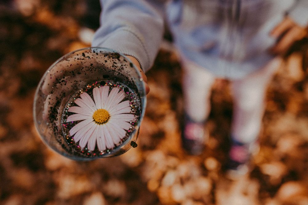 A delicate white daisy flower captured in a cup of glitter with a blurred warm autumn background. Whitney Popp, Arizona photographer