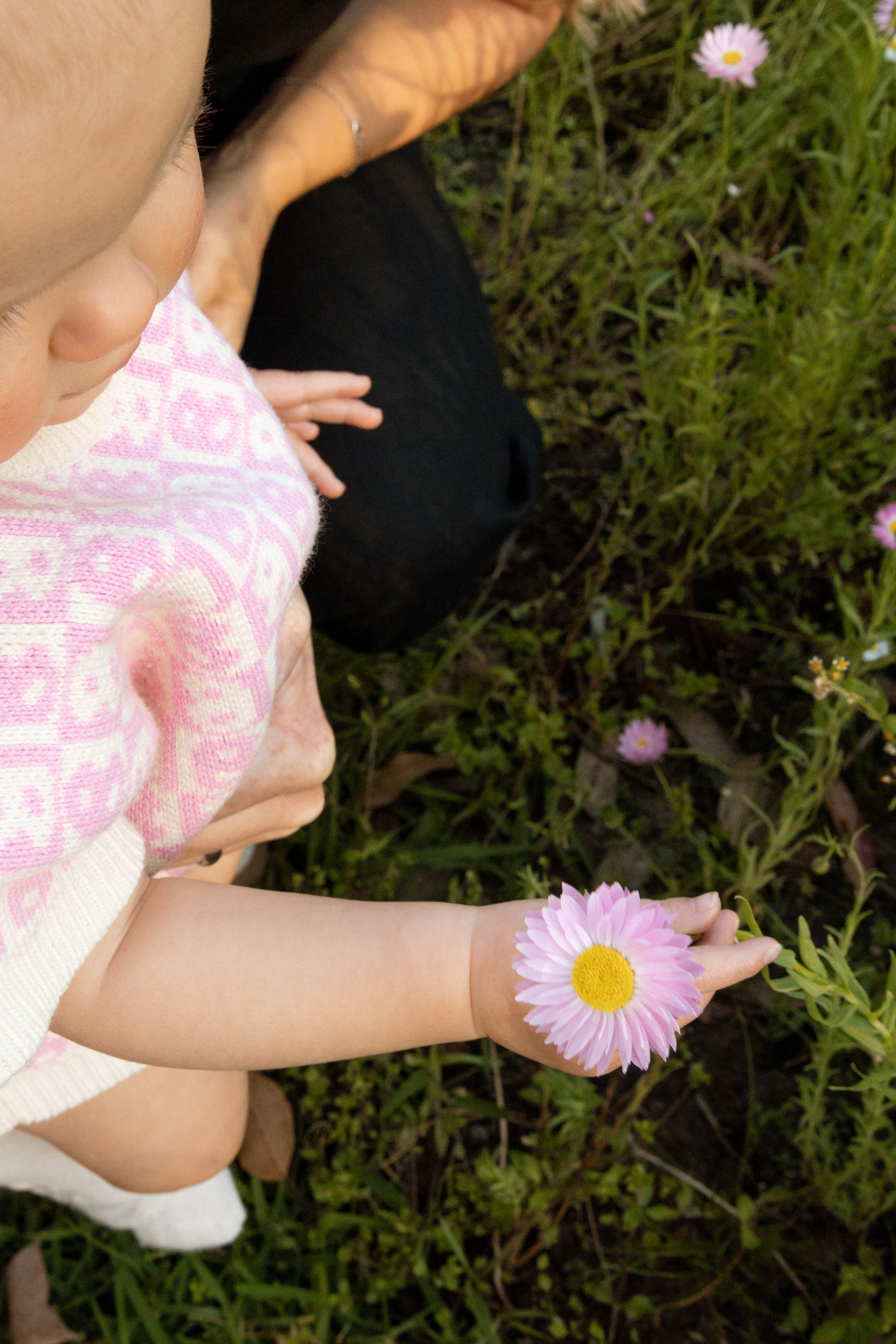 A series of cropped images show small hands reaching for and picking a delicate pink daisy flower in a garden setting.