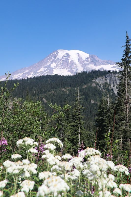 Mount Rainier rises above a meadow of white and purple wildflowers on a clear summer day.