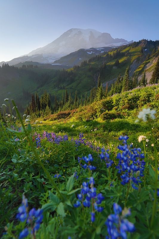 Purple lupine wildflowers bloom in a mountain meadow with evergreen trees and misty peaks in the background.