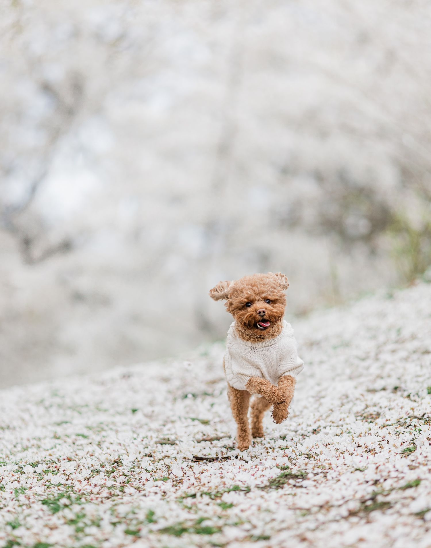 Brown Toy Poodle Running in Central Park during Cherry Blossom Season