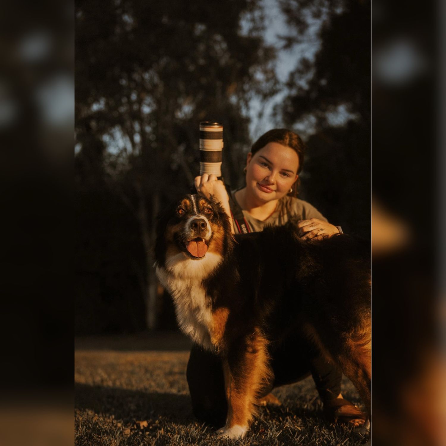 A Bernese Mountain Dog poses outdoors with camera equipment during golden hour lighting.