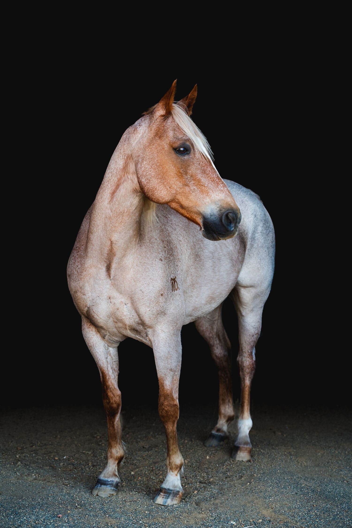 A roan horse with distinctive white and brown coloring stands against a black background.