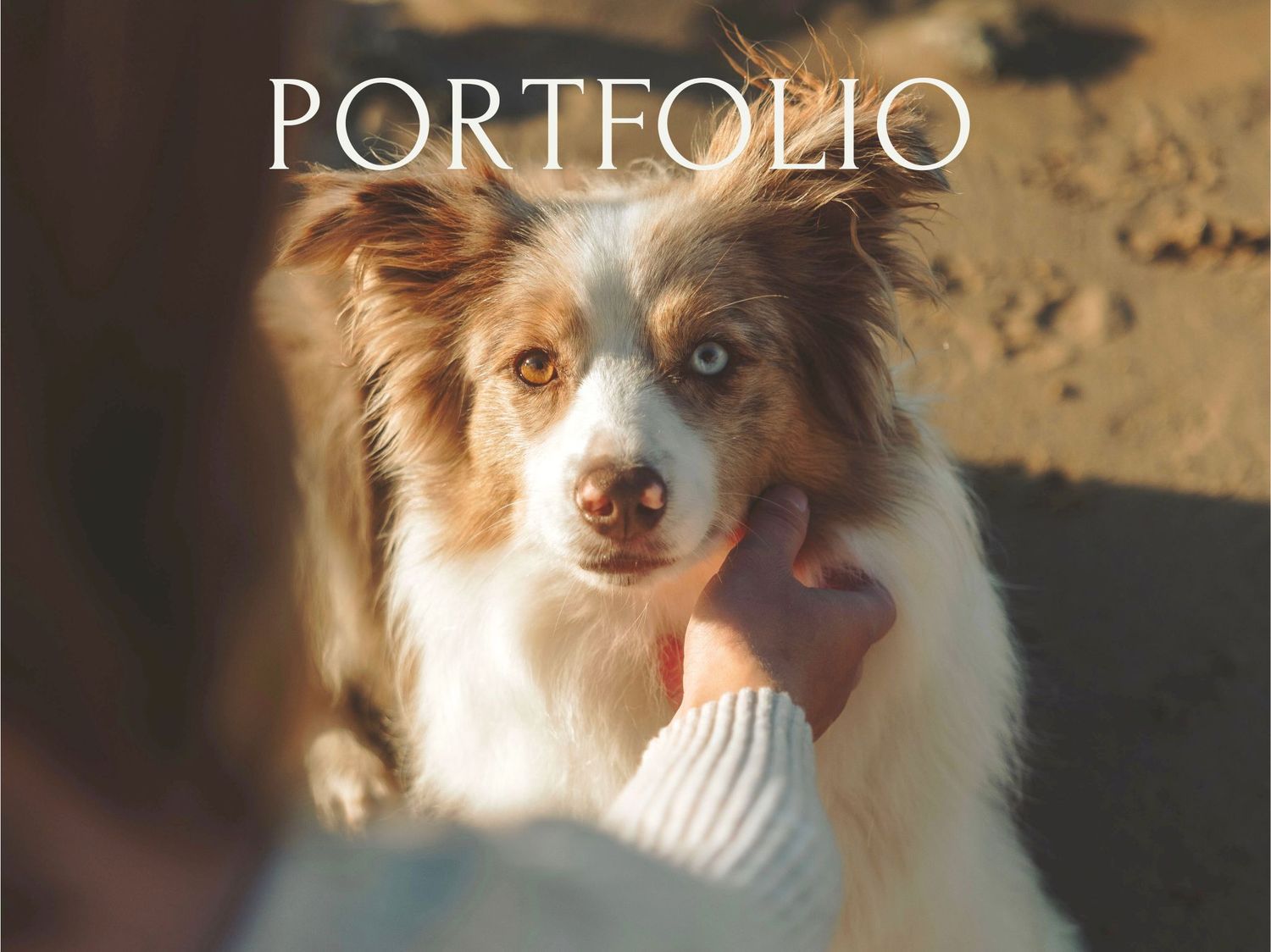 Australian shepherd dog with brown and white fur being pet by someone in a warm sunlit setting.