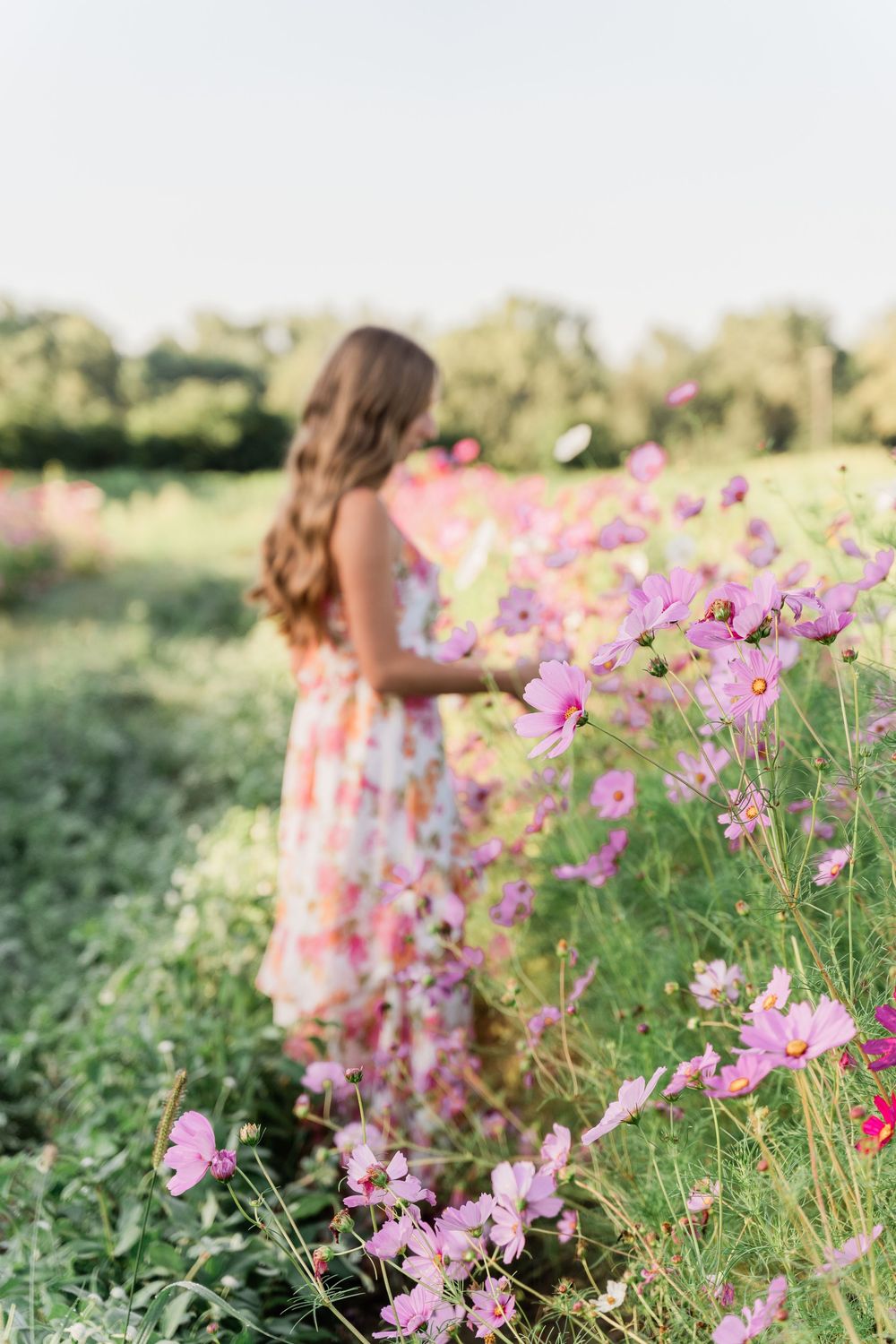 A floral dress matches the dreamy pink cosmos flowers in a summer garden at golden hour.