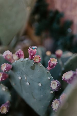 Close-up of pink prickly pear cactus buds emerging from a bluish-gray paddle with water droplets in soft focus.