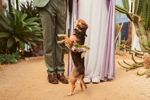 A small brown dog jumps up excitedly between two standing figures in a desert garden setting.