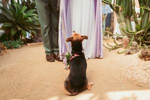 Black dog sits attentively on sandy path with purple curtains and desert plants in background.