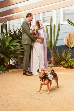 A couple in wedding attire poses in a garden while their small dog in a bow tie stands on a sandy path.