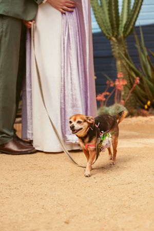 Small brown Chihuahua mix wearing a green harness stands on sandy ground next to people in formal attire.