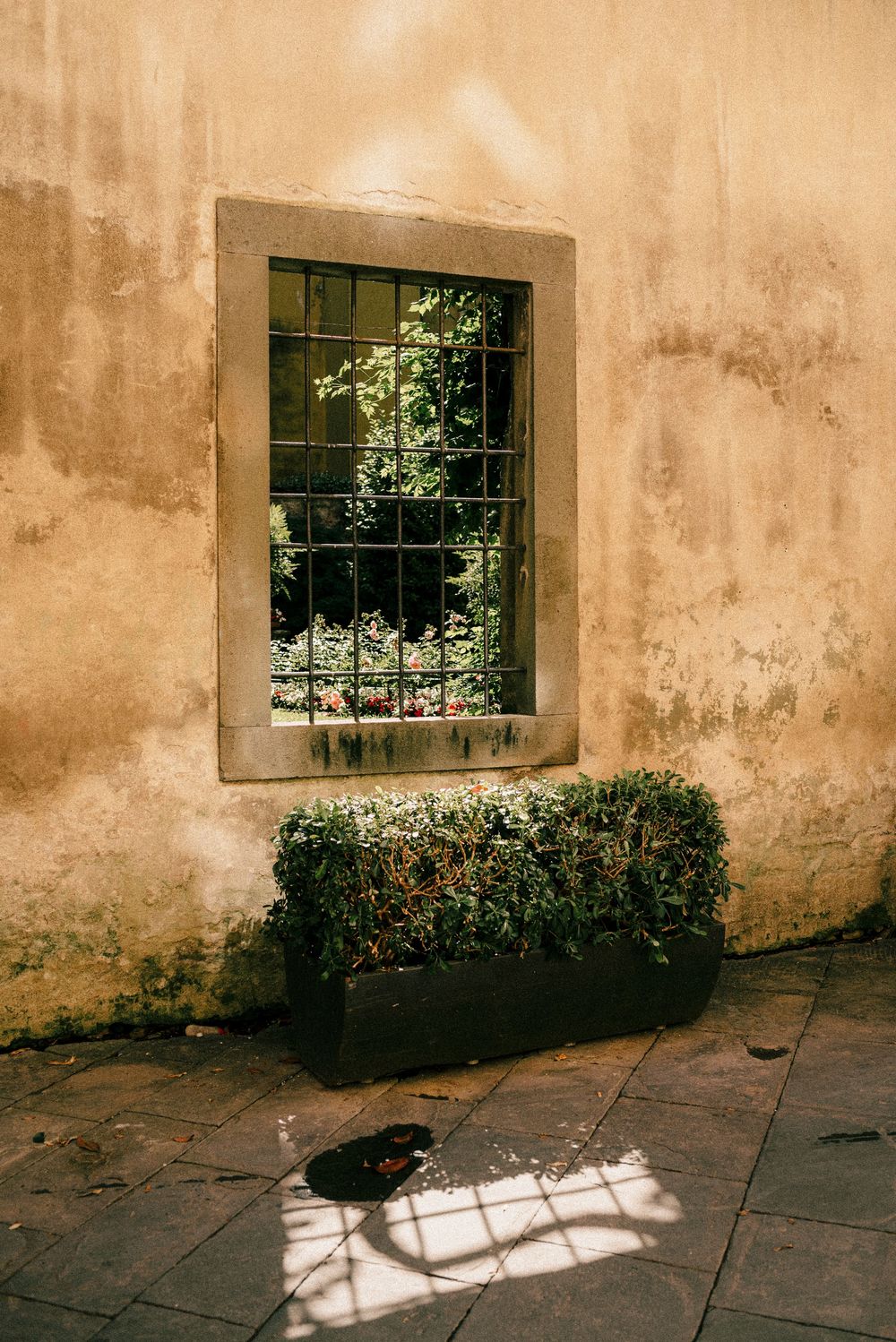 Sunlit weathered wall with barred window, lush greenery visible inside, and a rectangular shrub planter below on stone pavement.