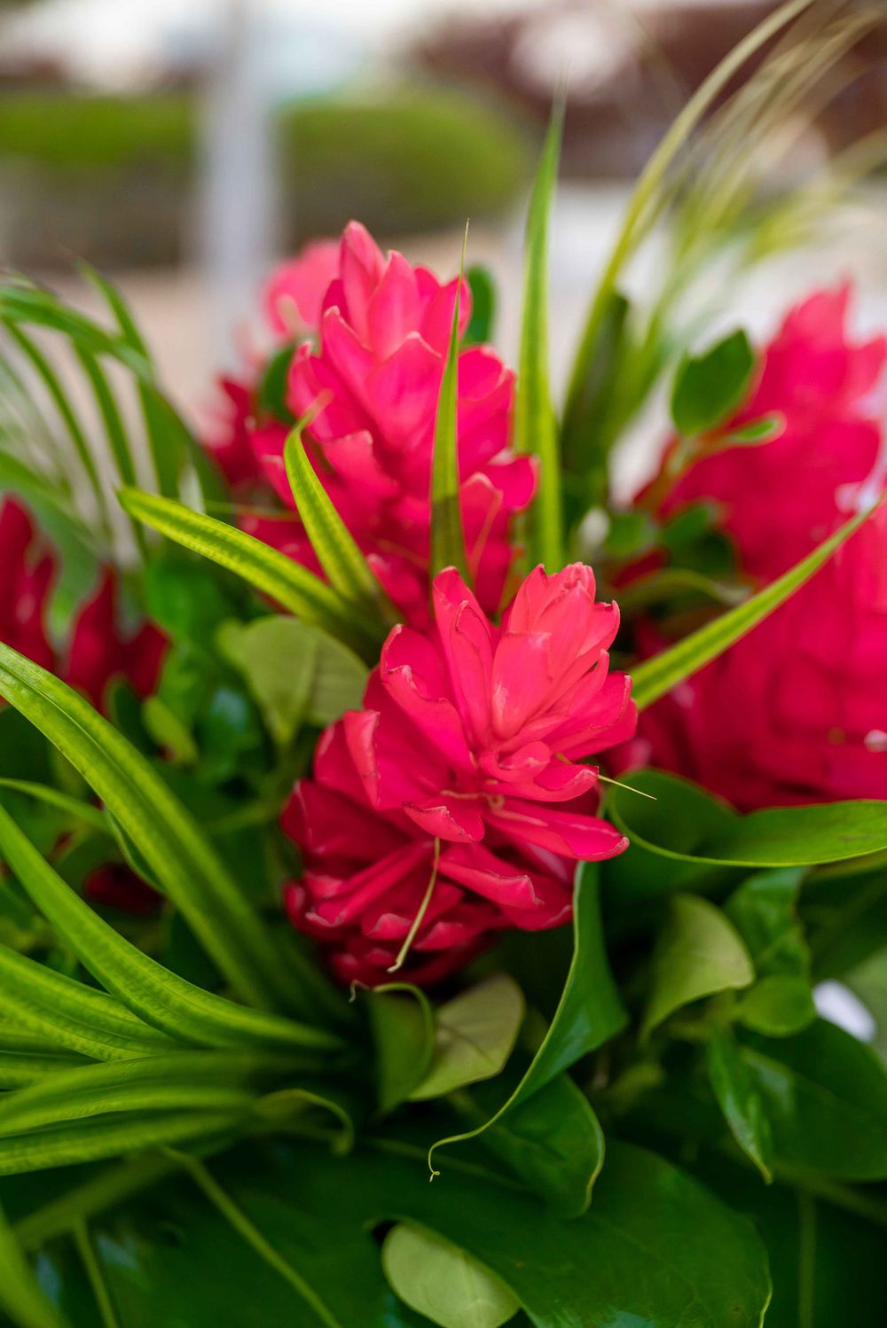 Vibrant pink tropical flowers with lush green foliage in a close-up macro shot.