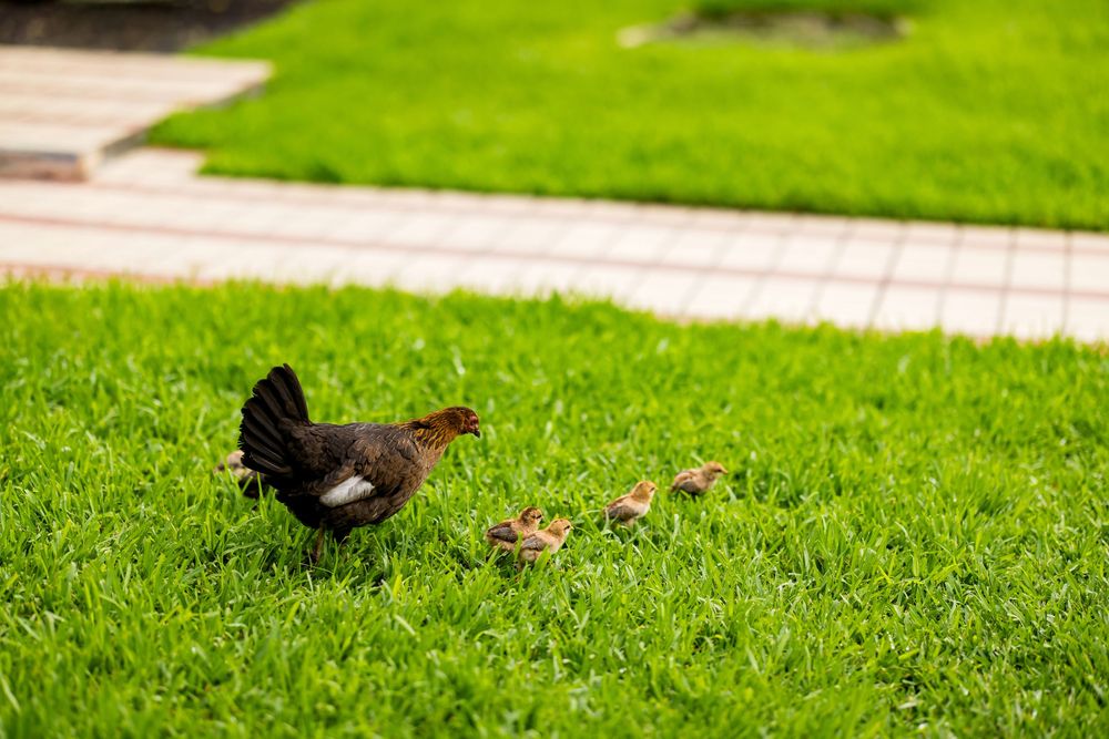 Bright green lawn with decorative landscaping and walking path.