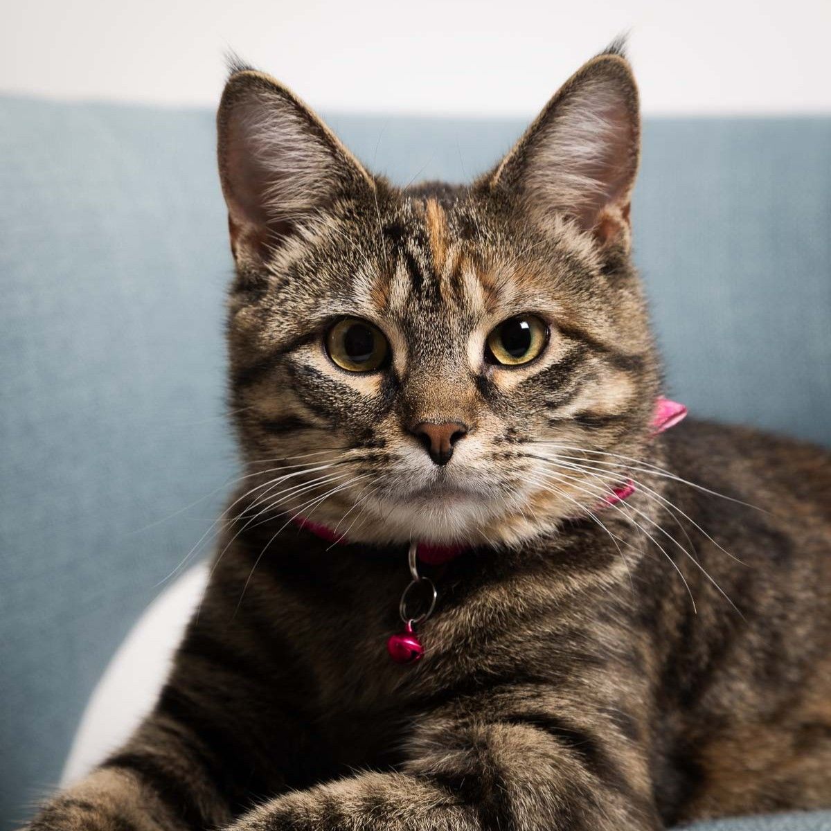 A portrait of a tabby cat wearing a pink bow while sitting in a chair, lit with professional studio lighting.
