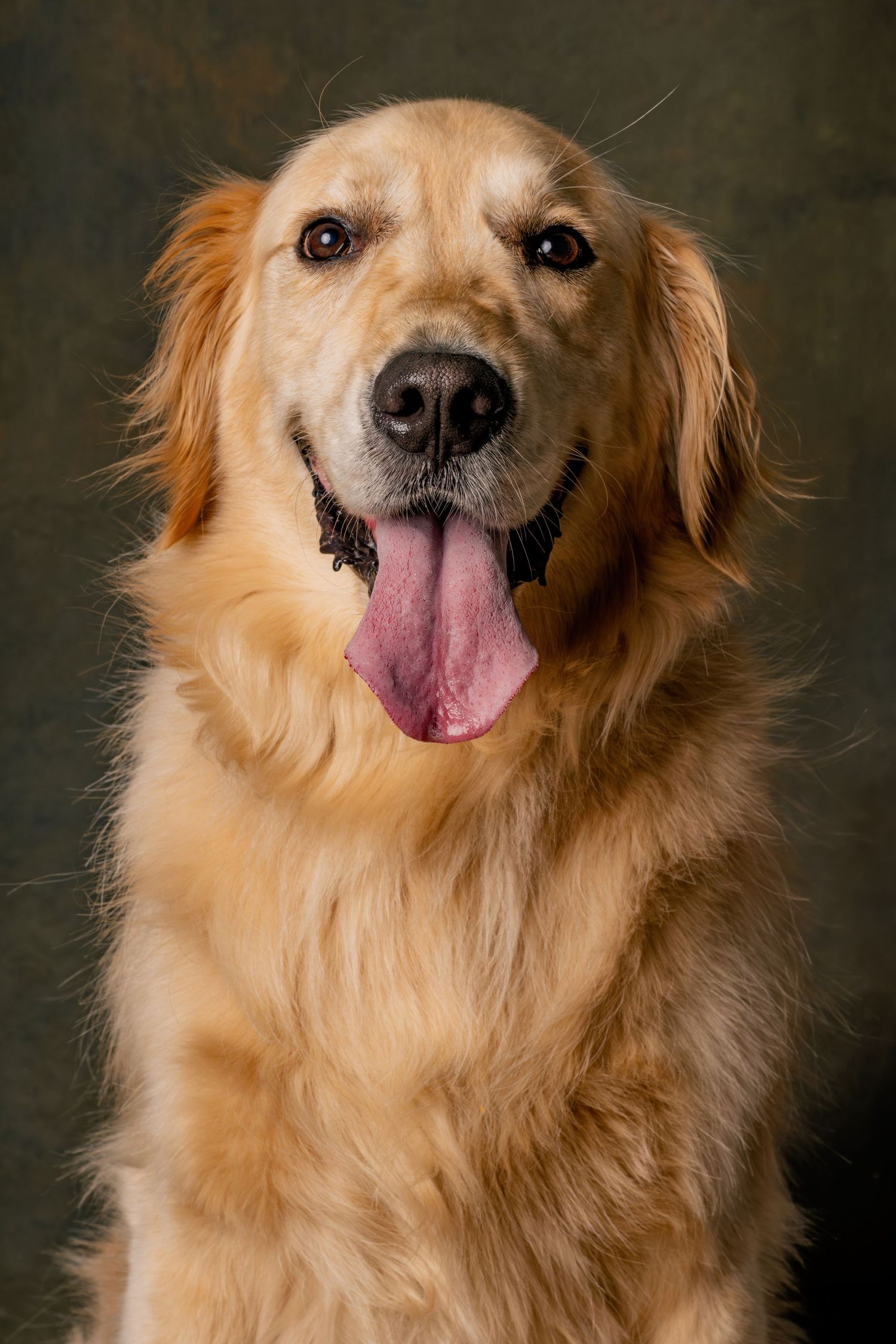 A close-up portrait of a happy Golden Retriever with tongue out against a dark background.