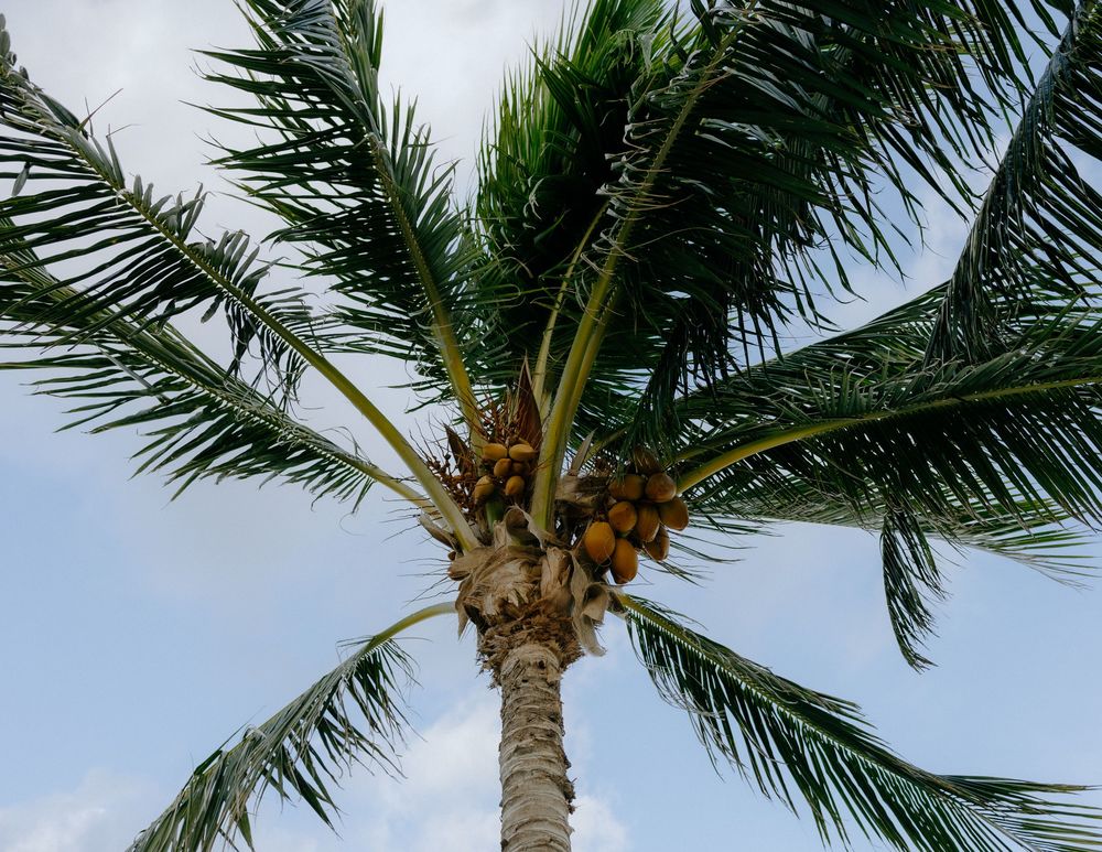 Palm tree with green fronds and coconuts against a blue sky on a tropical beach.
