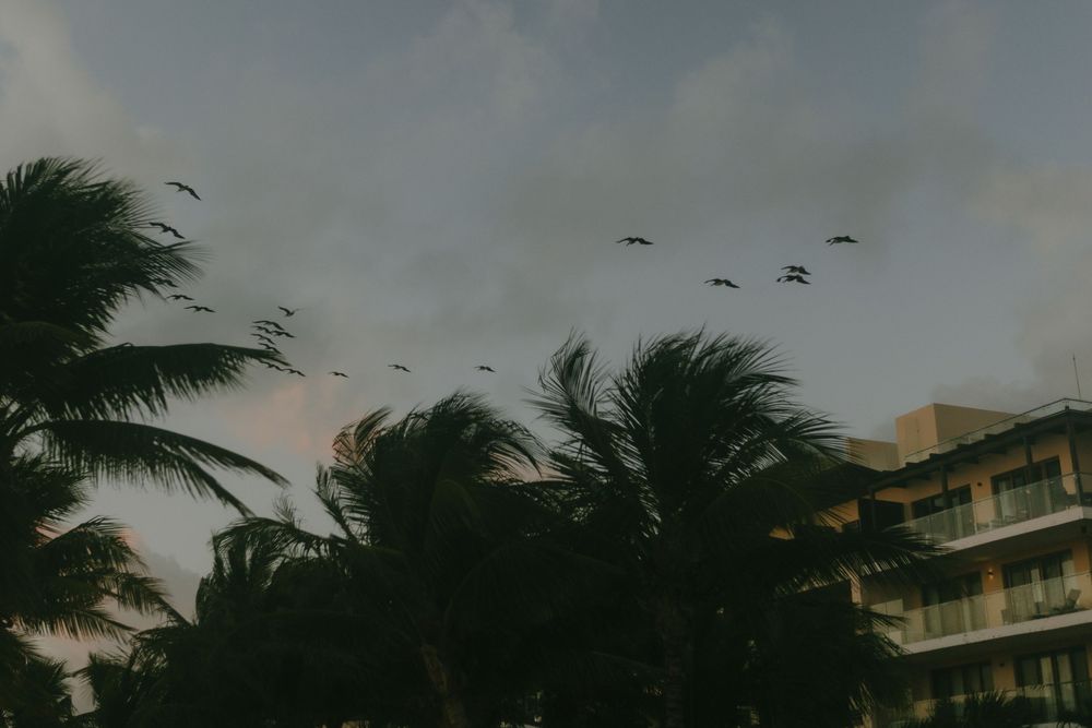 Birds fly over silhouetted palm trees against a moody sky with a beachfront hotel building in view at dusk.