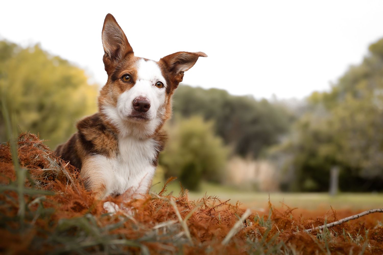 A brown and white dog sits alert in autumn ferns with a natural blurred background.
