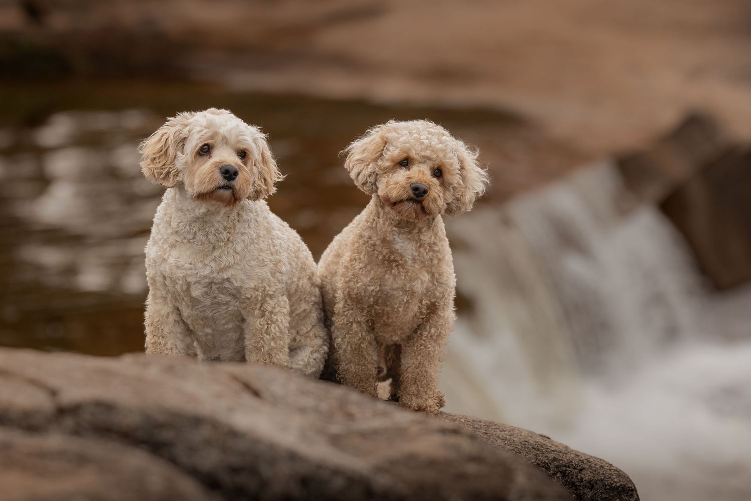 Two fluffy Goldendoodle dogs play and run together on a dirt path in nature.