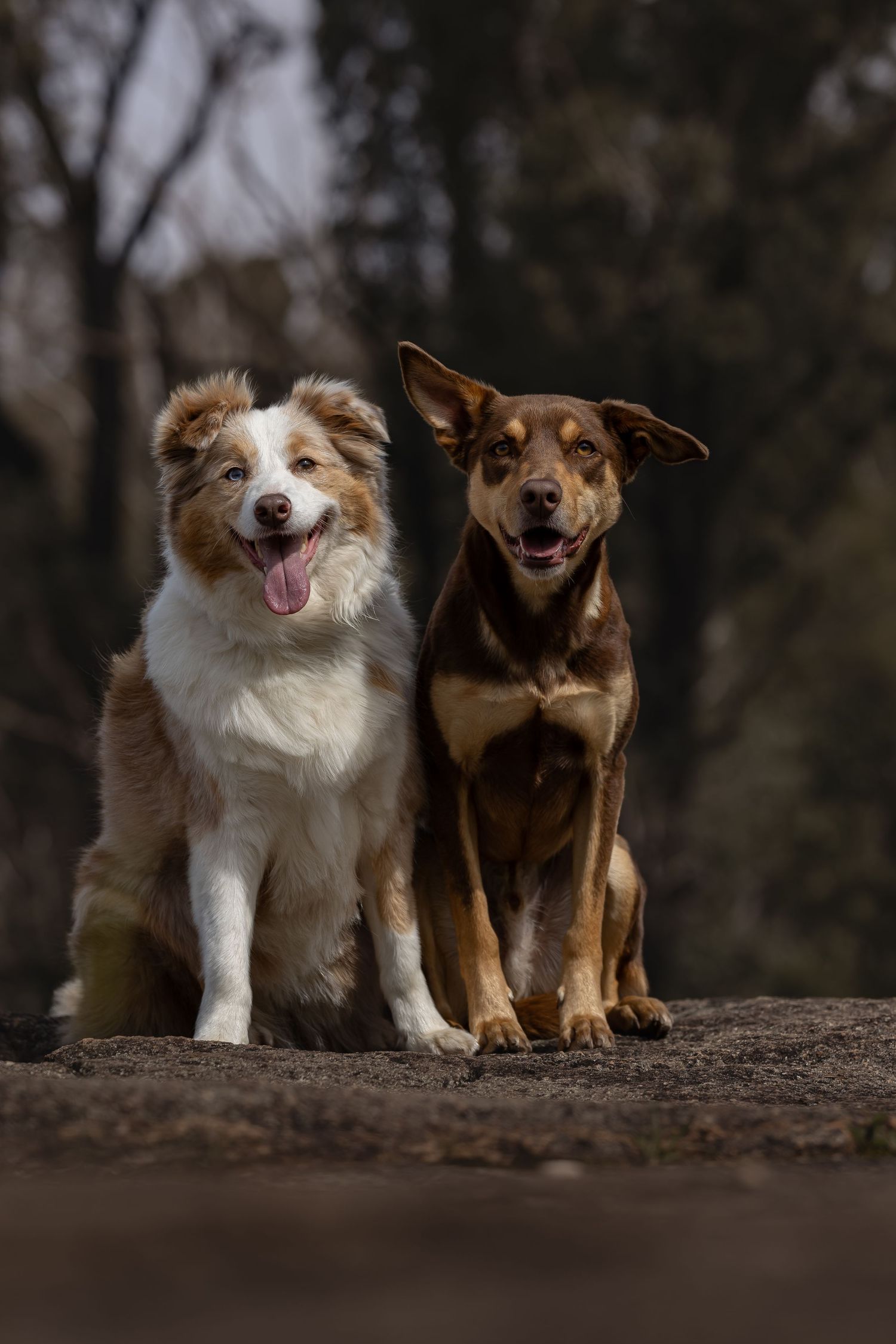 Two dogs, one white and brown Australian Shepherd mix and one brown mixed breed, sitting together on dirt ground in forest setting.