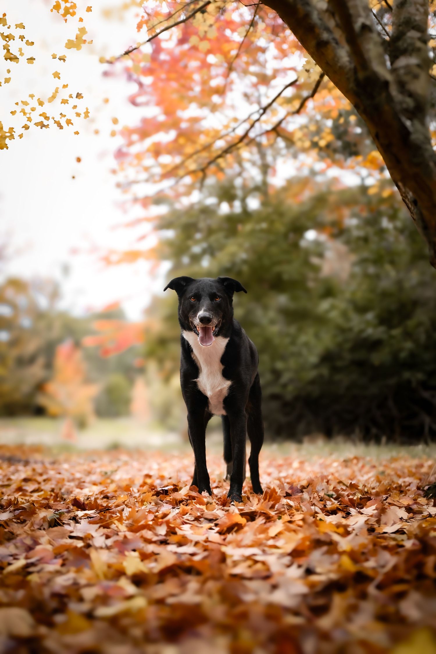 Black and white dog standing on fallen autumn leaves with colorful fall foliage in the background.