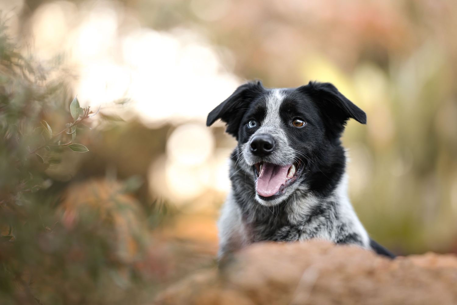 Happy black and white border collie with a big smile poses outdoors with warm bokeh background.