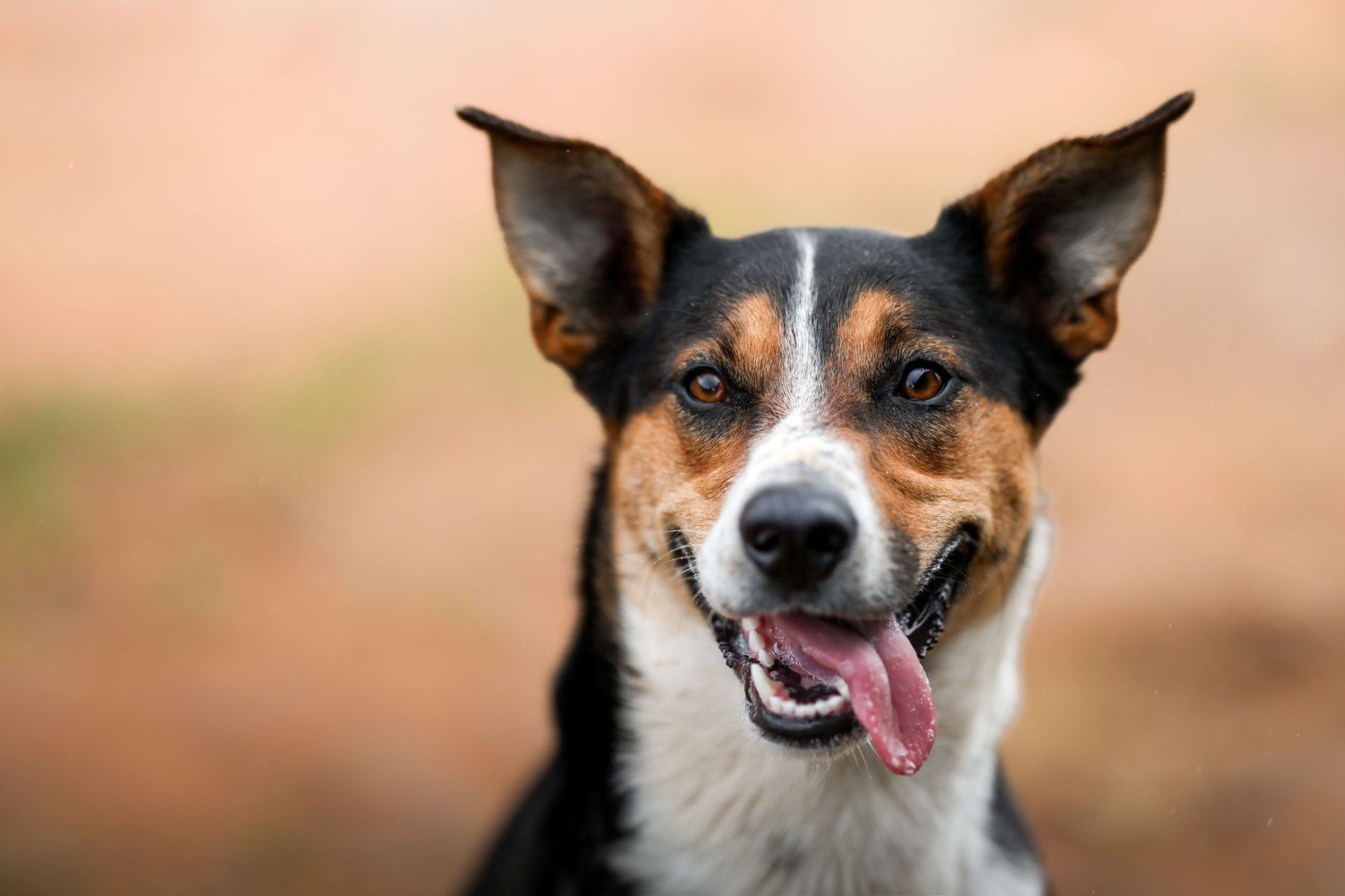 Happy tricolor dog with pointy ears and white facial markings smiles at camera against blurred tan background.