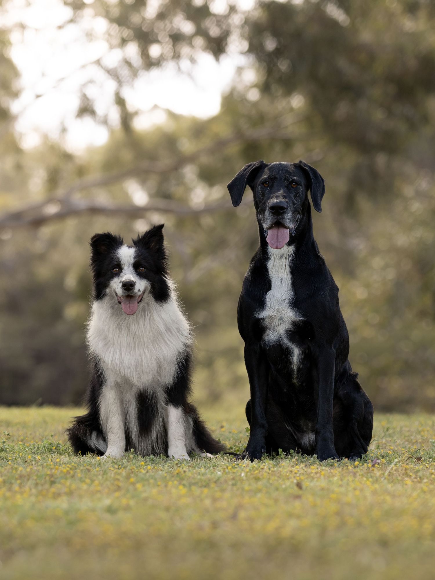 Two border collies, one black and white and one black, sitting together on grass with yellow wildflowers in the background.