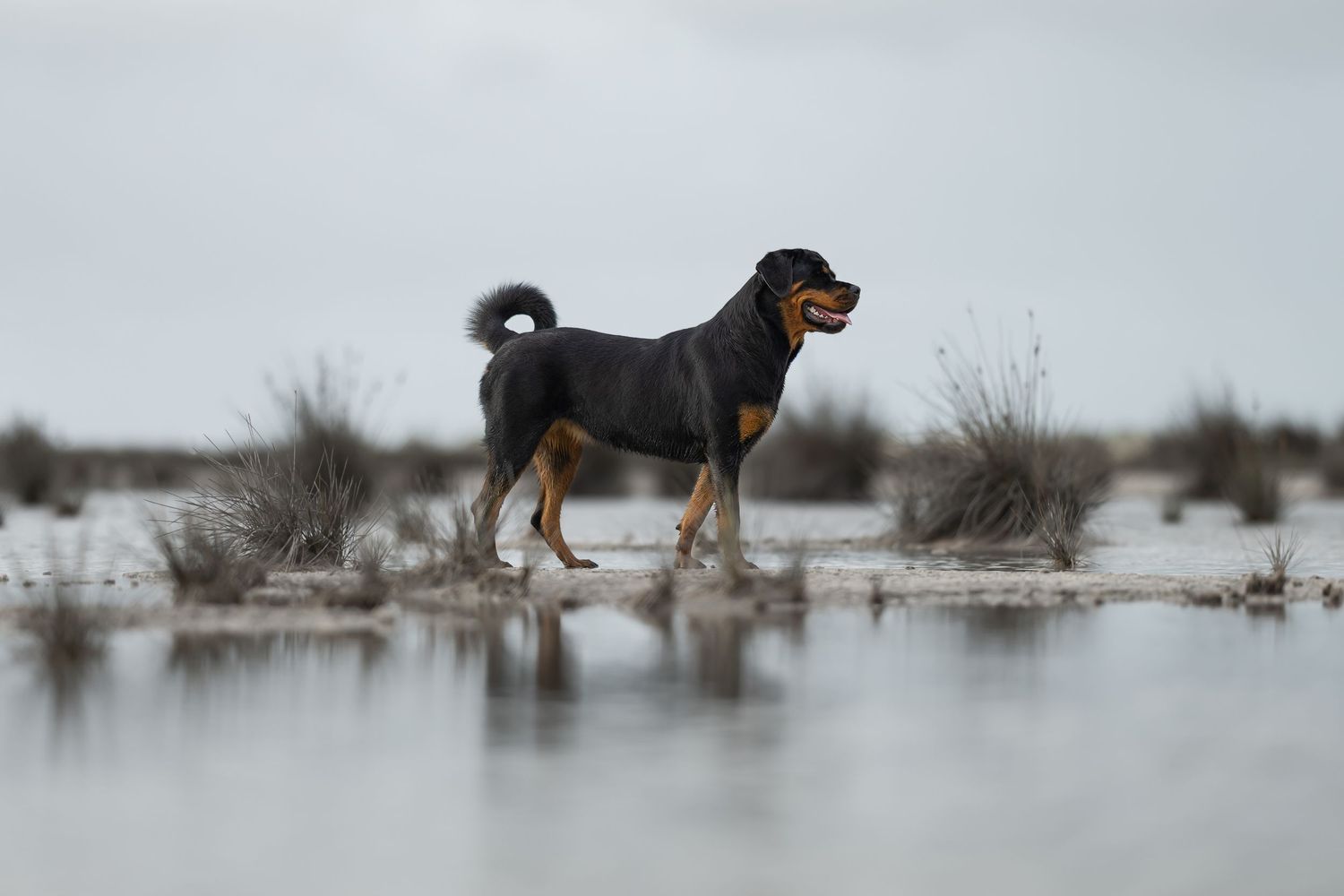 A Rottweiler dog walks through shallow water in a misty, foggy landscape creating a moody atmosphere.