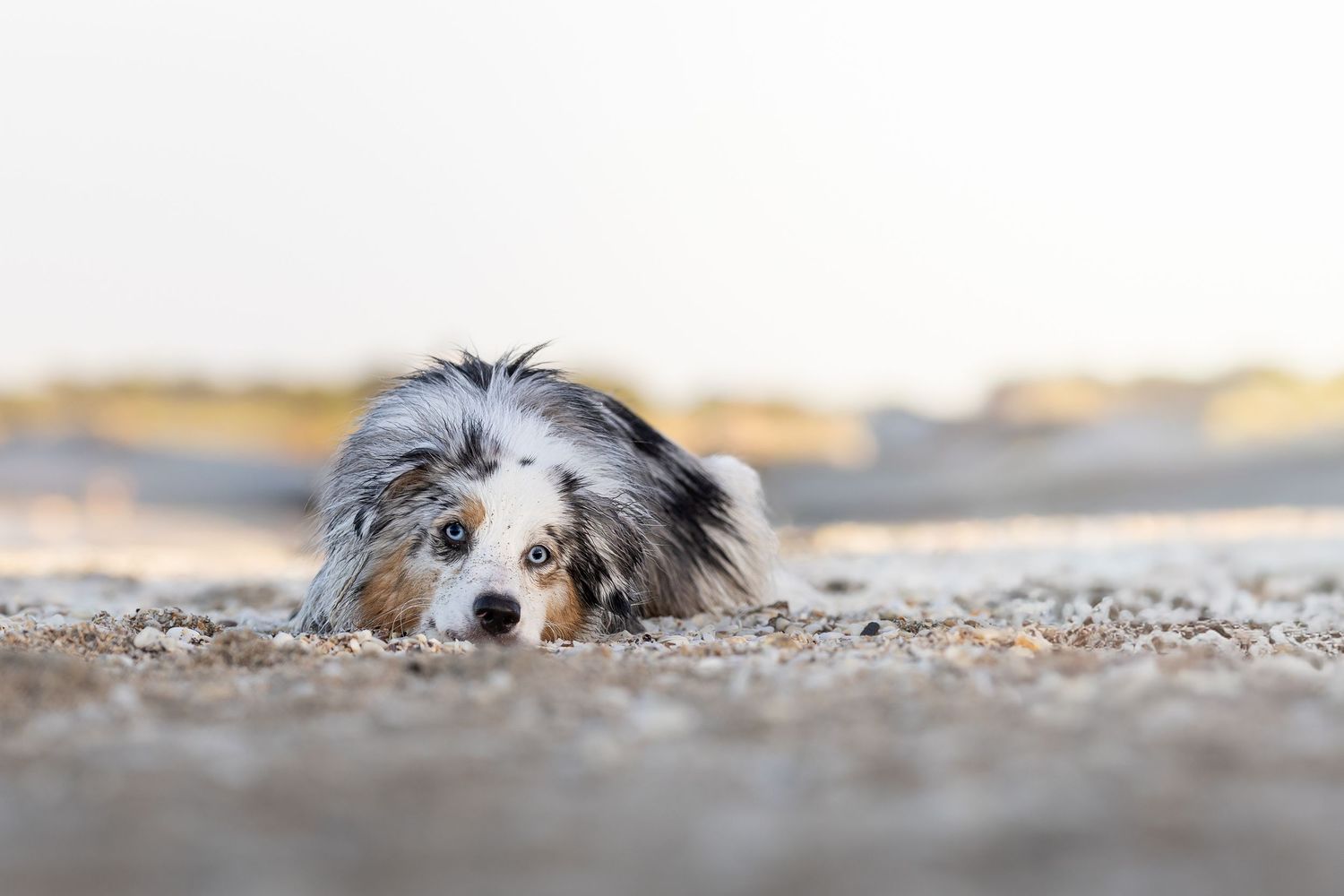 A Shih Tzu dog peeks playfully through autumn leaves scattered on the ground.