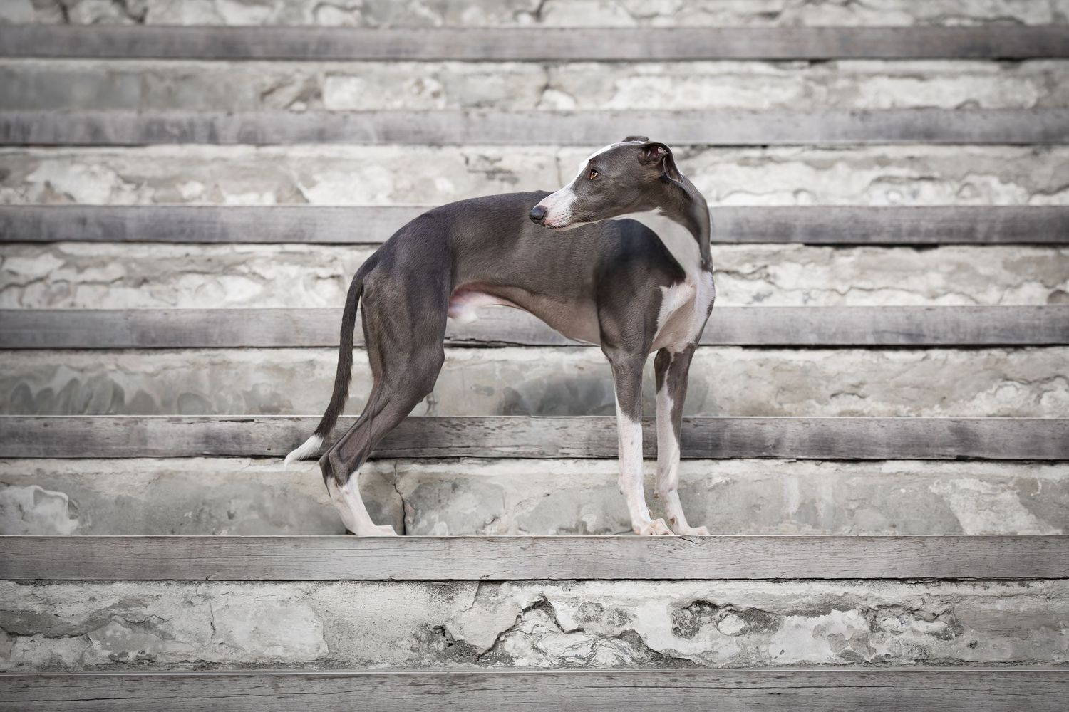 A sequence of photos showing a husky dog jumping over a wooden fence in a graceful motion.