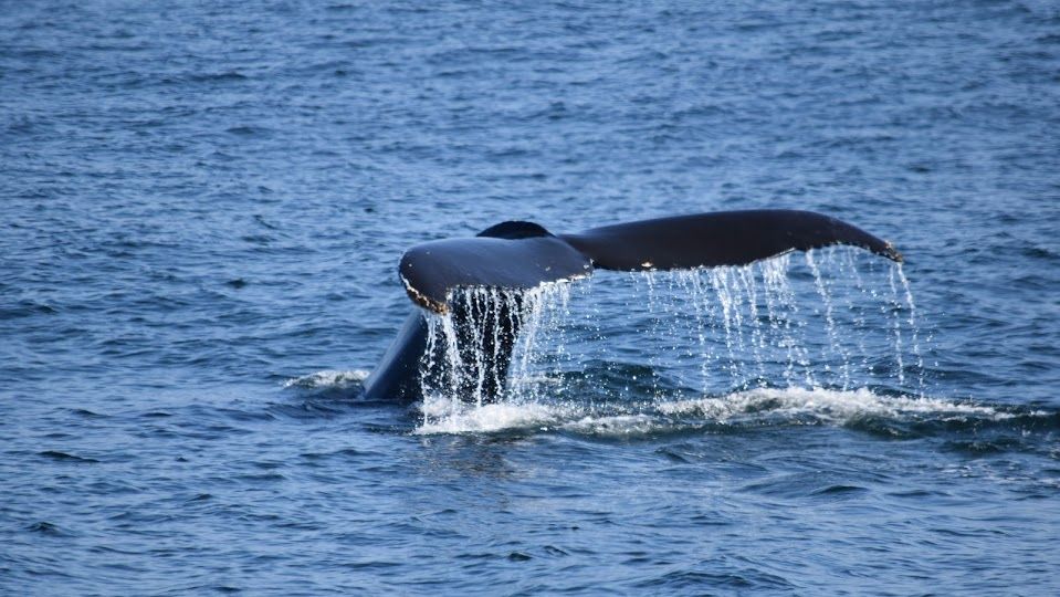 Whale seen off coast of Maine