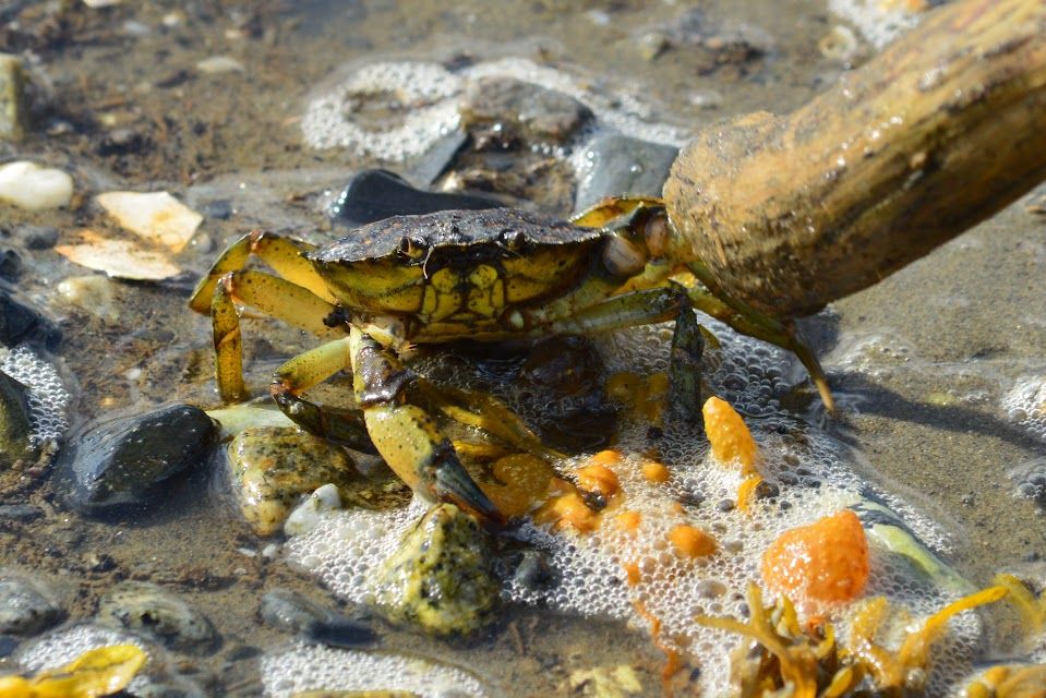 Maine Crab
