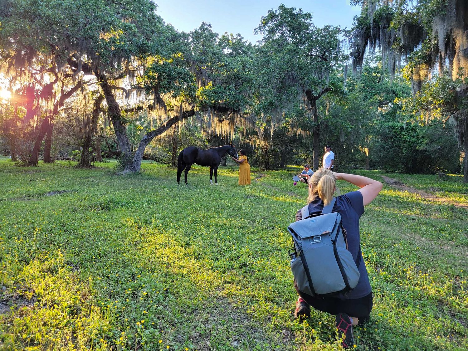 A photographer captures a horse grazing in a sunlit meadow with Spanish moss hanging from oak trees at sunset.