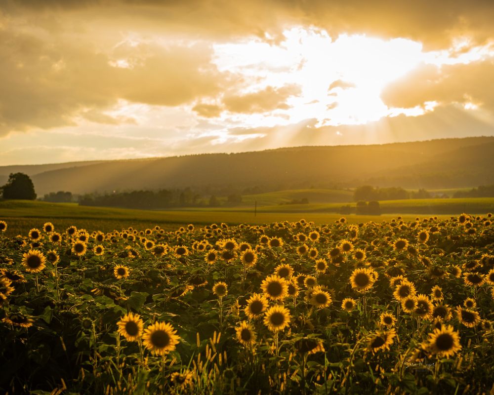 Sunflower field sunset