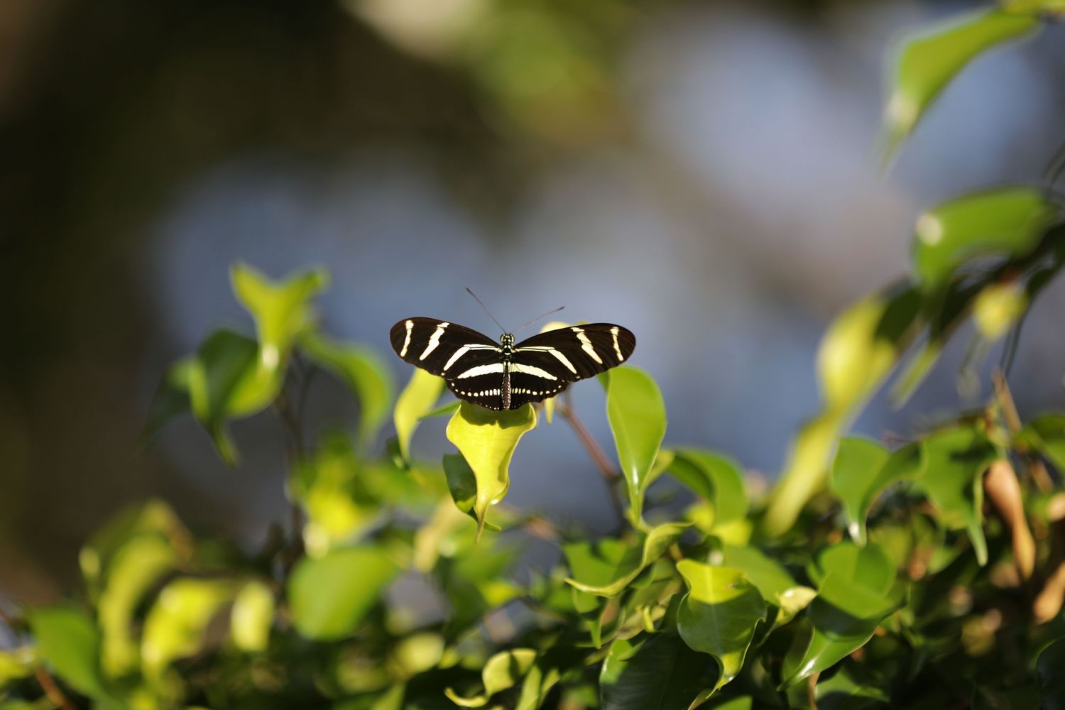 A zebra butterfly perches delicately on green foliage in soft natural lighting.