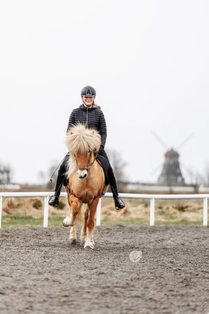 Islandshästfotgraf Sabina är i Falkenberg