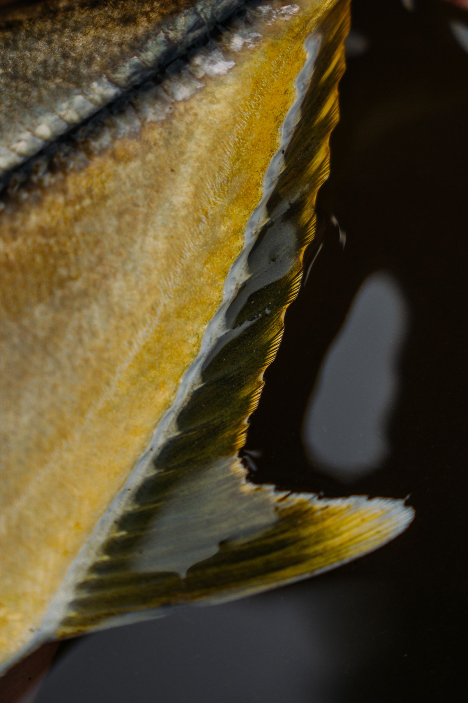 Close-up macro photograph of a yellow fish fin showing detailed texture and scales against dark background.