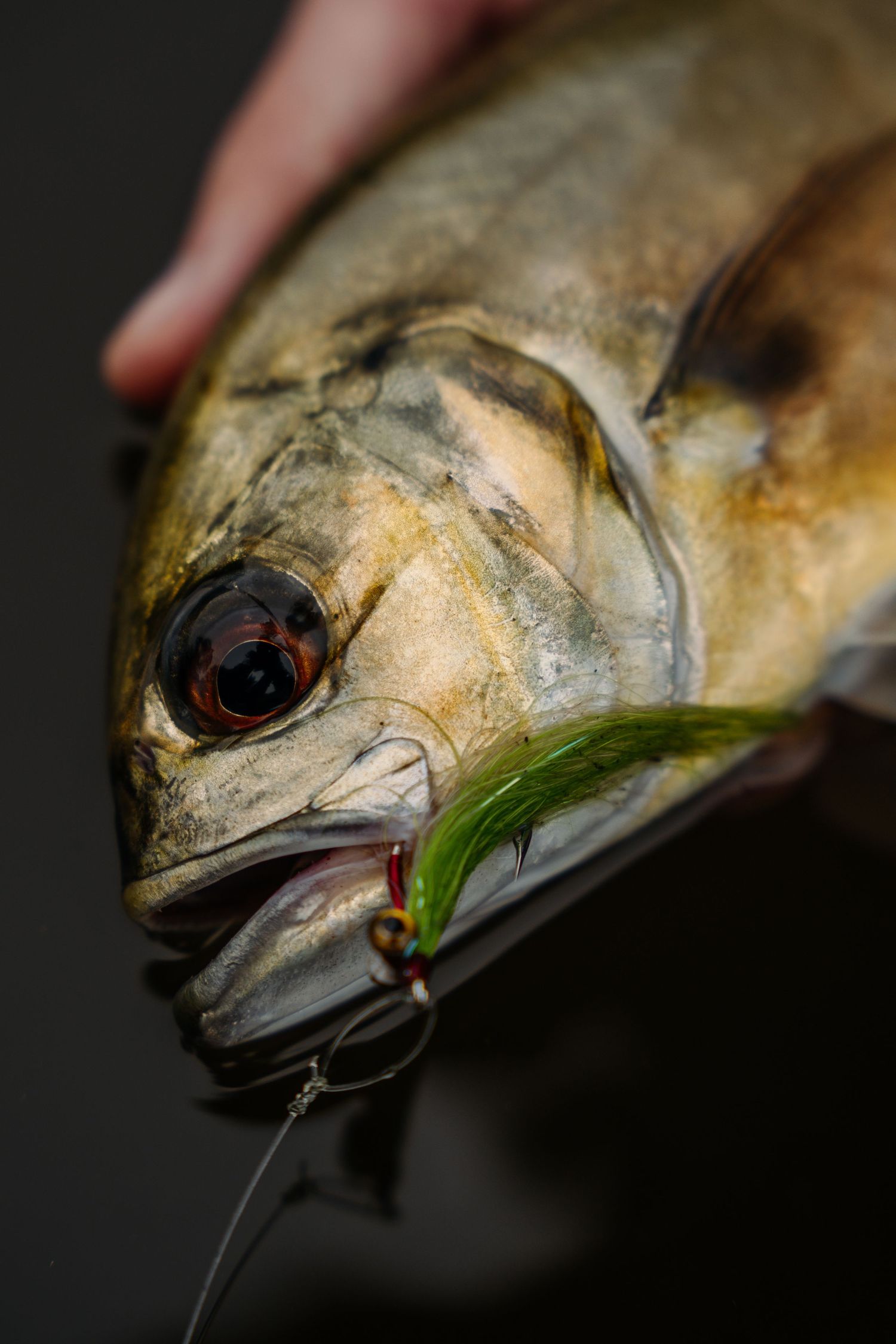 Close-up sequence of a fish head with metallic scales and green lure in its mouth against dark background.