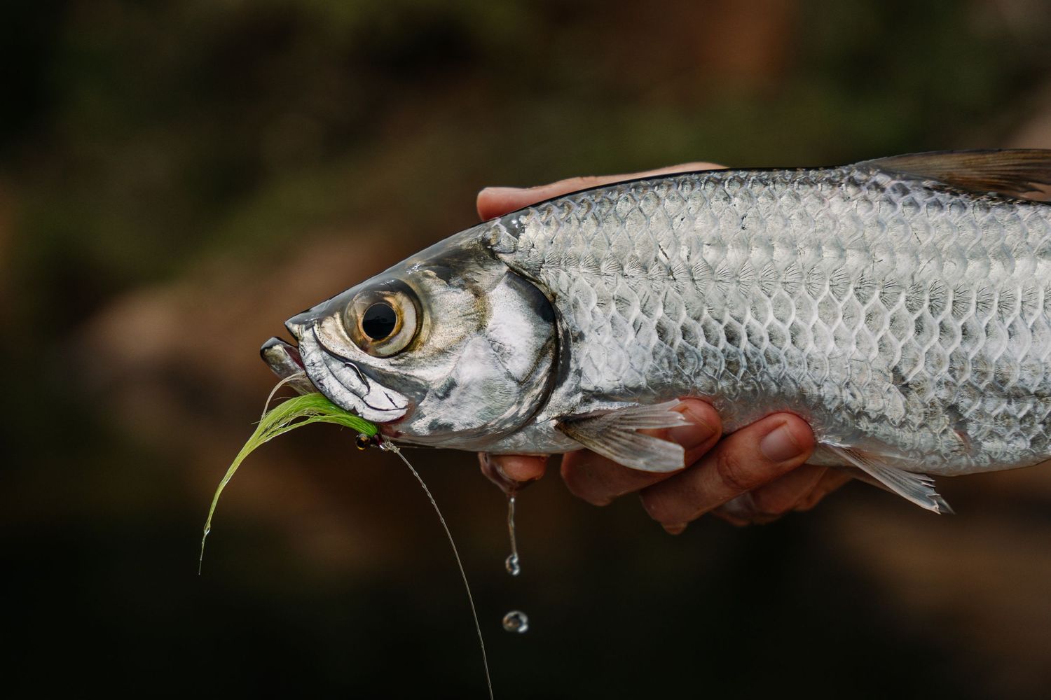 A series of seven photos showing various fish being caught and held up against natural outdoor backgrounds.
