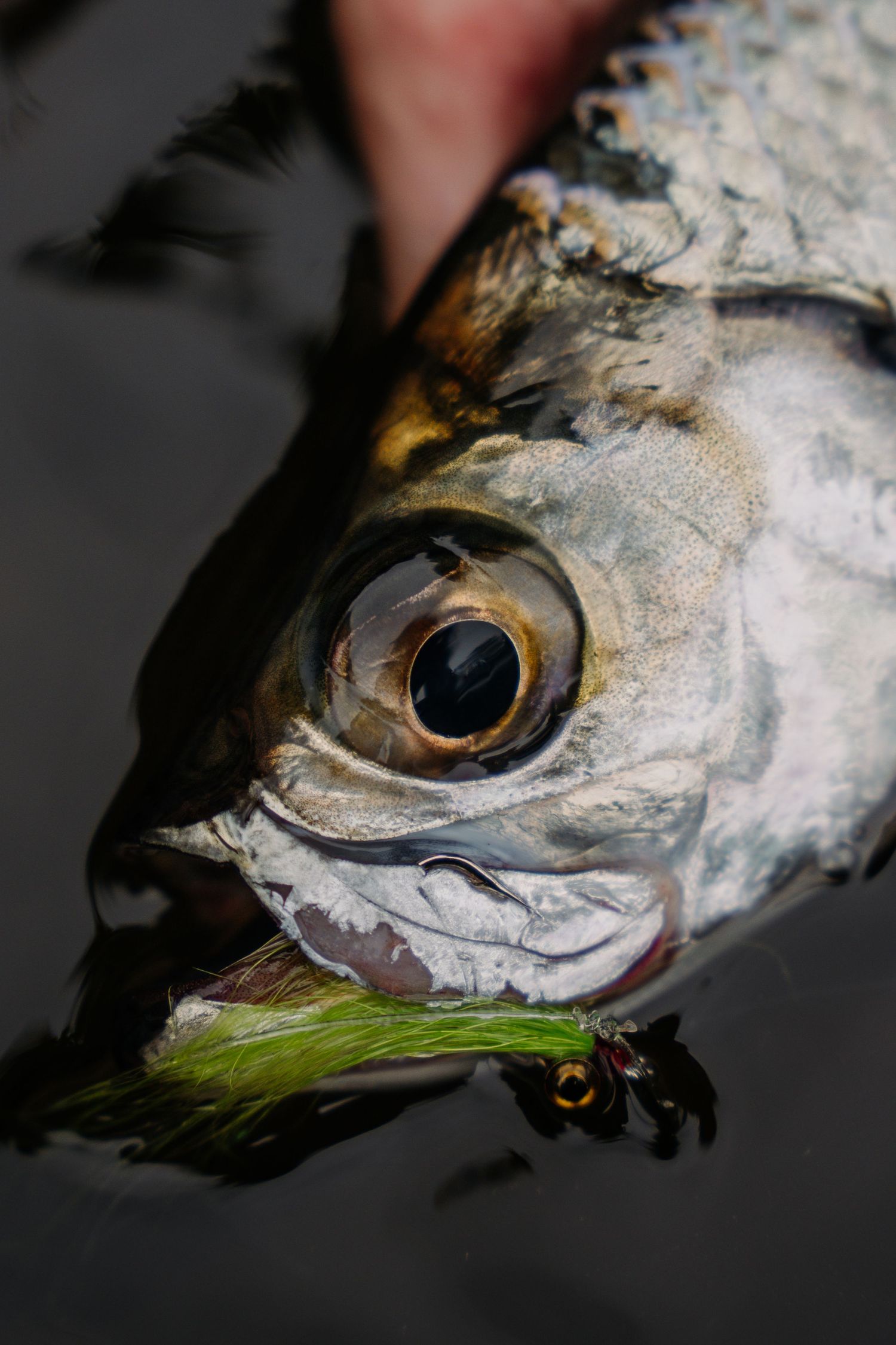Close-up macro shots of fresh fish eyes and scales showing silvery textures and reflective details in dramatic lighting.